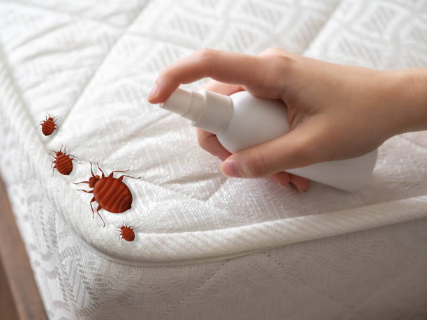 Best Local Pest Control Services  in Cameron, TX